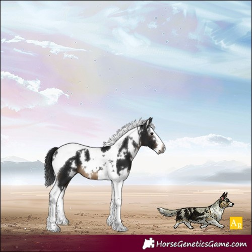Horse Color:Gray White Spotted Brown Splash Tobiano