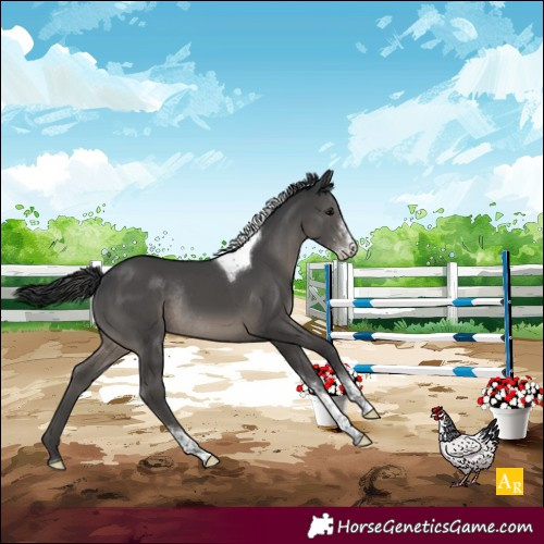 Horse Color:Black Sabino Tobiano Rabicano 