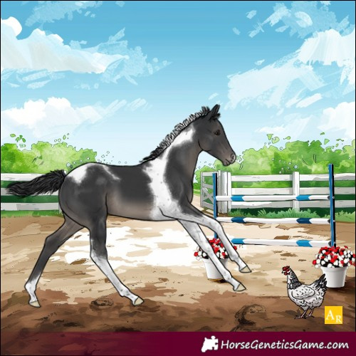Horse Color:Black Tobiano Blanket