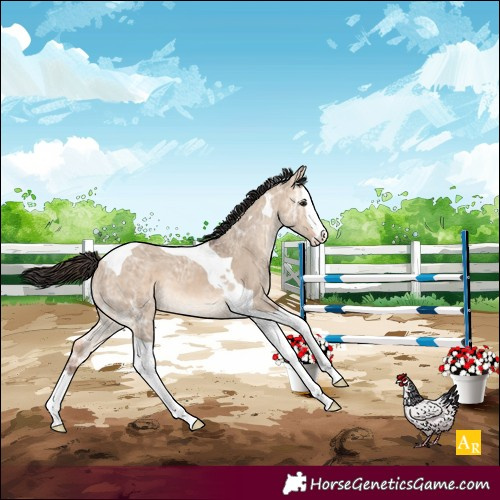 Horse Color:Bay Ice Dun Splash Tobiano