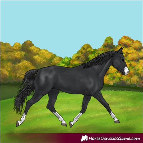 Horse Color:Black 