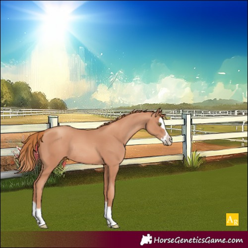 Horse Color:Gold Champagne Splash Rabicano