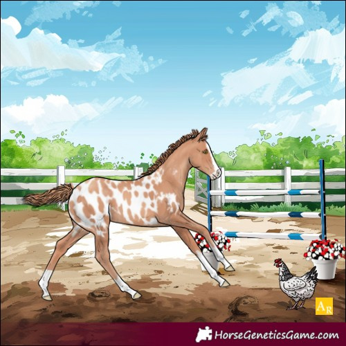 Horse Color:Gold Champagne Splash Near Leopard