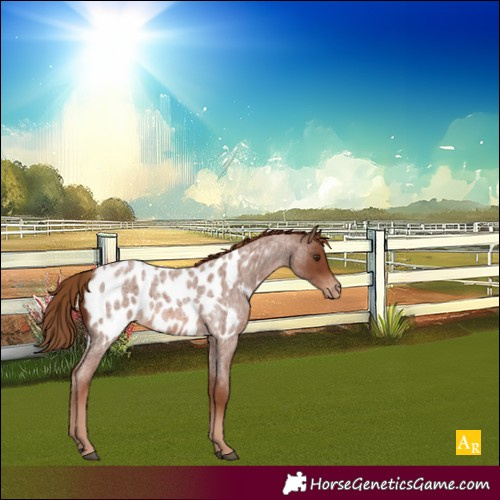 Horse Color:Red Roan Near Leopard Rabicano