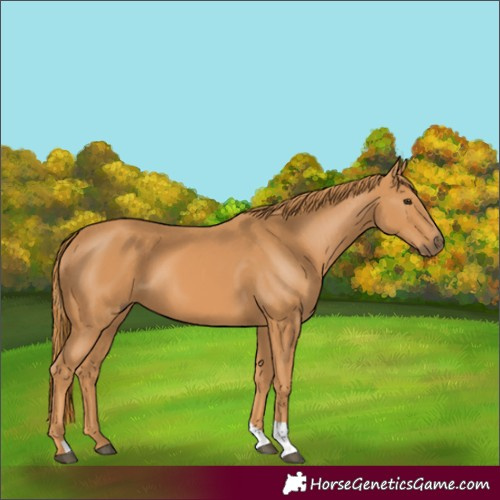 Horse Color:Chestnut 