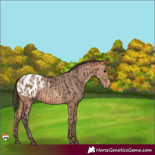 Horse Color:Bay Blanket  and Amber Champagne Blanket 