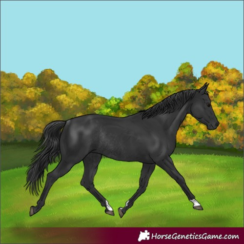 Horse Color:Black Rabicano 