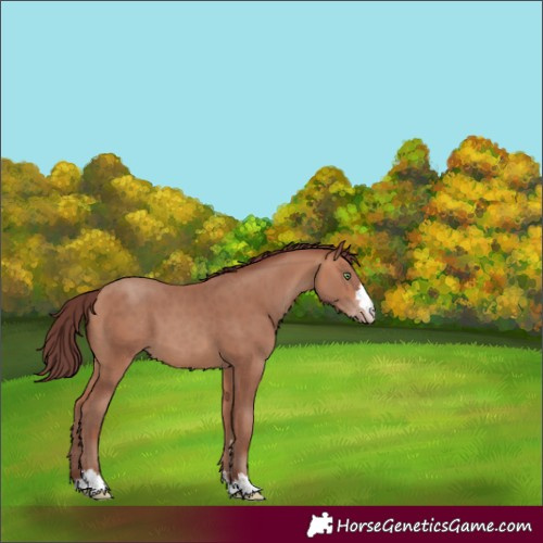 Horse Color:Chocolate Sable Champagne