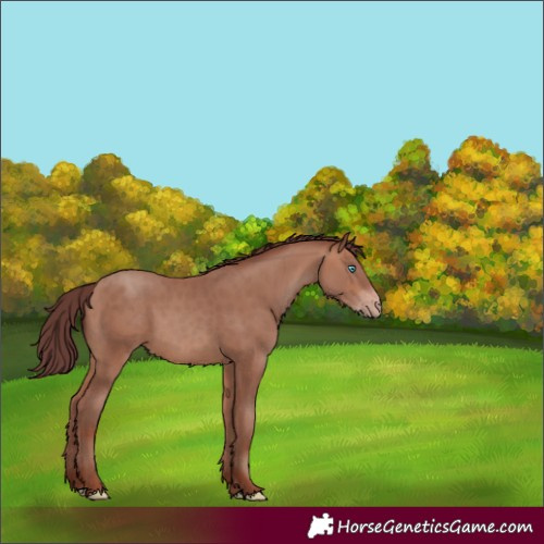 Horse Color:Chocolate Sable Champagne Rabicano 