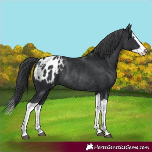 Horse Color:Black Splash Blanket Rabicano 