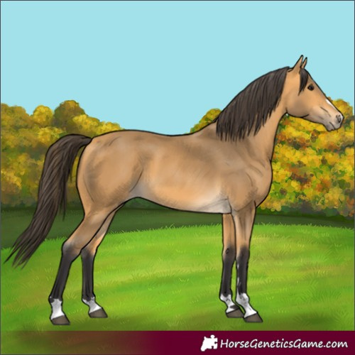 Horse Color:Buckskin 