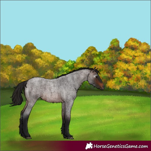 Horse Color:Gray Bay Roan