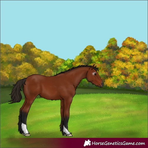 Horse Color:Gray Bay