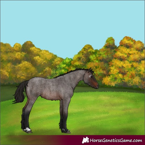 Horse Color:Gray Bay Roan