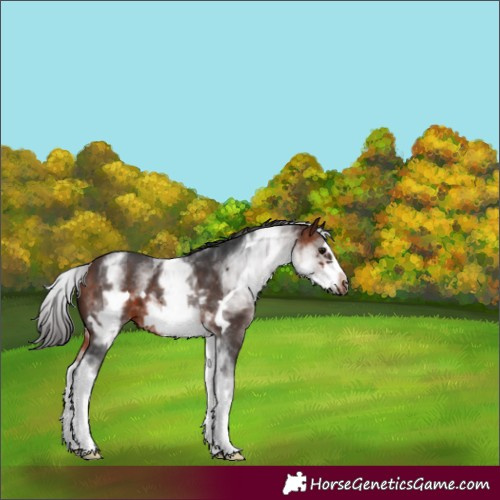 Horse Color:White Spotted Bay Frame