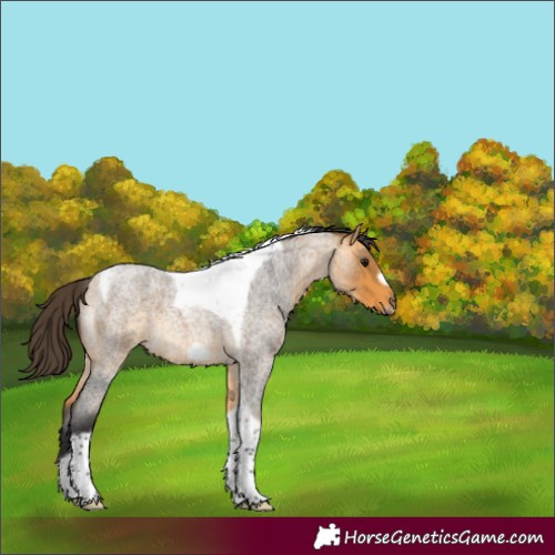 Horse Color:Buckskin Roan Tobiano Frame 