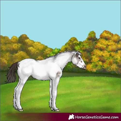 Horse Color:White Spotted Liver Chestnut Frame Rabicano