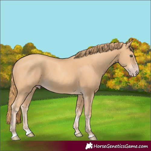 Horse Color:Gold Champagne 