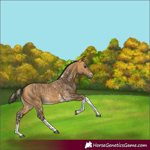 Horse Color:Chocolate Palomino Dun Sabino Tobiano  and Buckskin Sabino Tobiano 