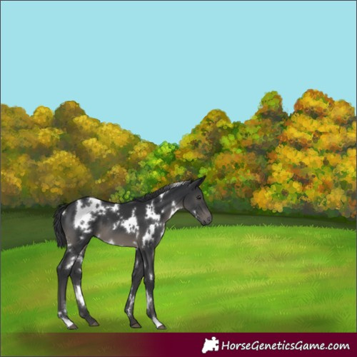 Horse Color:White Spotted Black