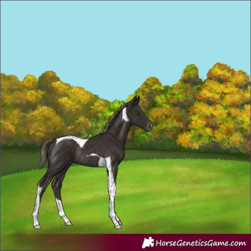 Horse Color:Liver Chestnut Tobiano Varnish Rabicano