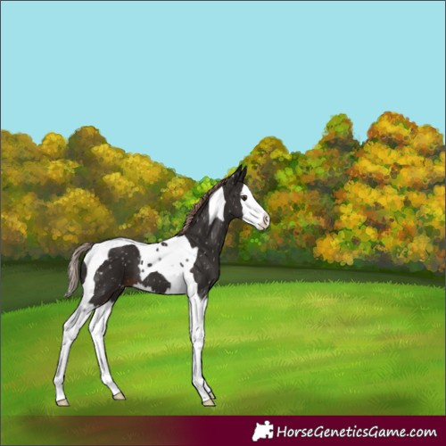 Horse Color:Liver Chestnut Splash Tobiano Snowflake Varnish