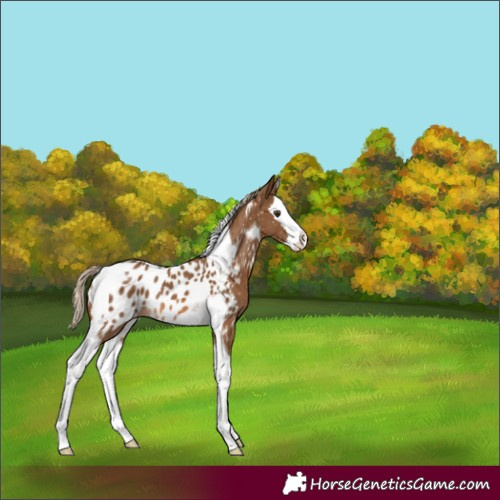 Horse Color:Chocolate Palomino Splash Tobiano Near Leopard Rabicano 