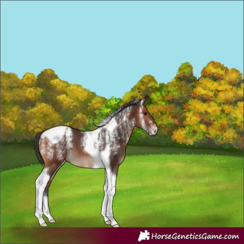 Horse Color:Powder White Bay Tobiano