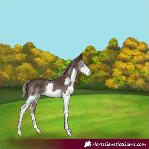 Horse Color:Liver Chestnut Mushroom Splash Varnish