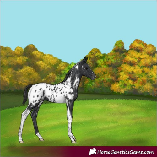 Horse Color:Black Tobiano Near Leopard Rabicano 