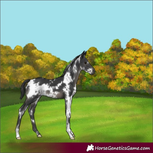 Horse Color:White Spotted Black