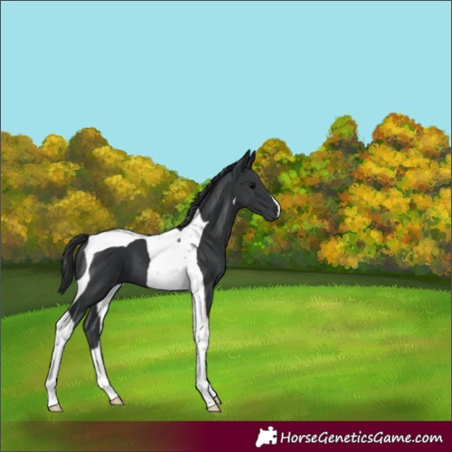 Horse Color:Black Tobiano