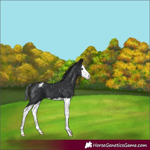 Horse Color:Black Splash Snowflake Varnish 