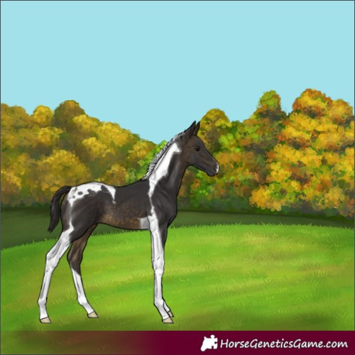 Horse Color:Buckskin Tobiano