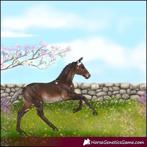 Horse Color:White Spotted Silver Brown