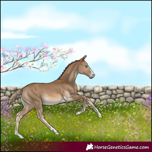 Horse Color:Pseudo Chocolate Palomino 