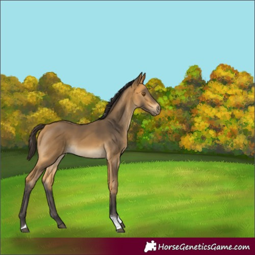 Horse Color:Pseudo Buckskin Tobiano Rabicano