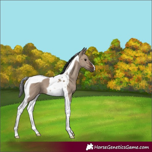 Horse Color:Brown Dun Tobiano 