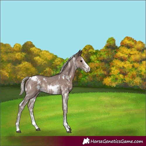 Horse Color:White Spotted Silver Black Sabino 