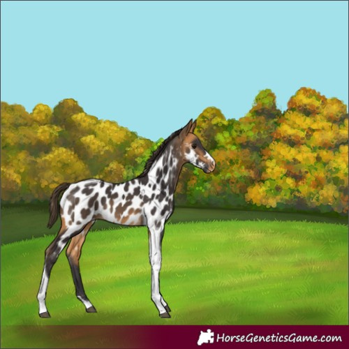 Horse Color:Buckskin Tobiano Near Leopard 