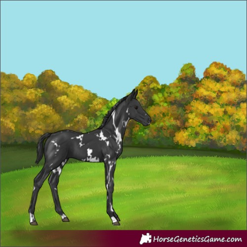 Horse Color:White Spotted Black