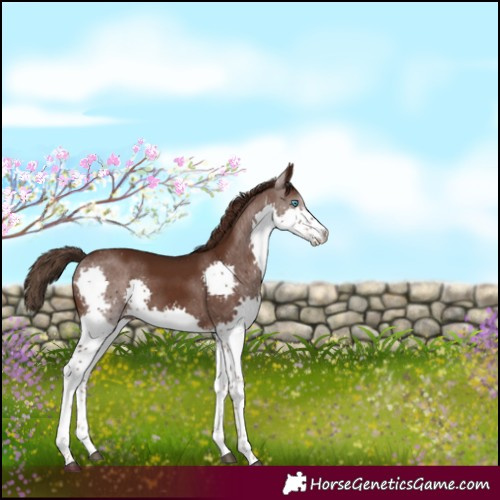Horse Color:Liver Chestnut Splash