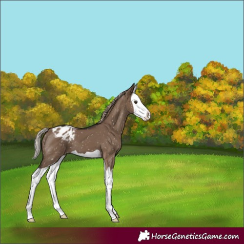 Horse Color:Liver Red Dun Splash Blanket