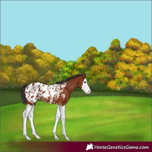 Horse Color:Bay Splash Blanket