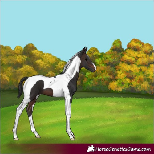 Horse Color:Brown Tobiano