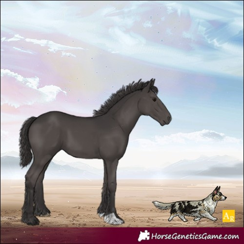 Horse Color:Smoky Black