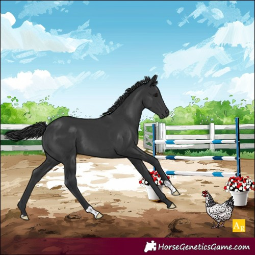 Horse Color:Black 