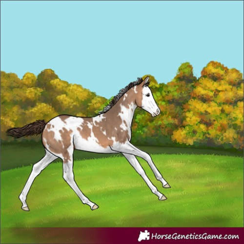 Horse Color:White Spotted Bay Dun Splash Varnish 