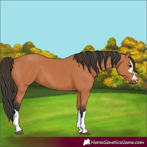 Horse Color:Unknown 