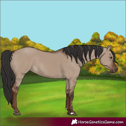 Horse Color:Unknown
